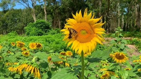 Sunflower field 9 Stock Footage 114769008