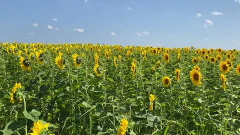 Sunflower Field 9 Stock Footage 288629194