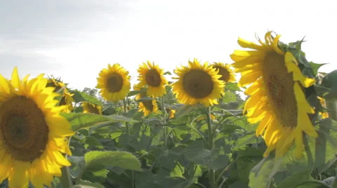 Sunflower Field Above 스톡 동영상 41375614