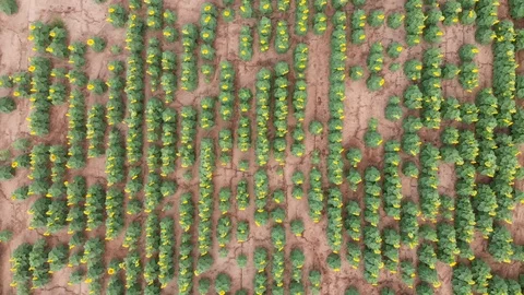 Sunflower field from above Stock Footage 113969040