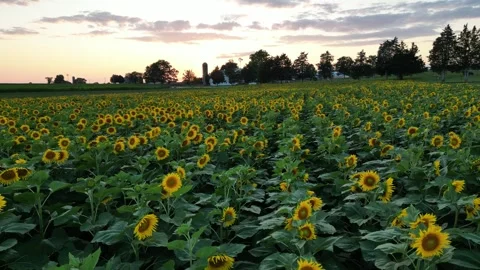 Sunflower Field Aerial Stock Footage 252365698