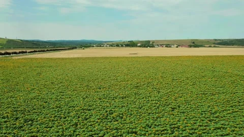 Sunflower Field Aerial View with Distant Village and Rolling Hills - Summer Stock Footage 314224696