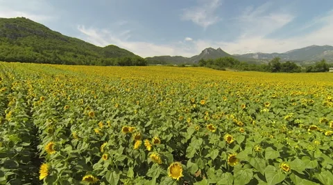 Sunflower field aerial view Stock Footage 40743625