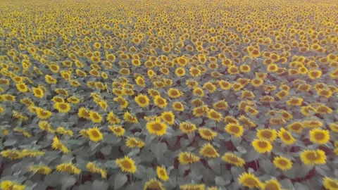Sunflower field aerial view Stock Footage 201385716