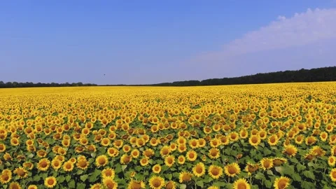 Sunflower field. aero. top view. aerial drone video. A flying over sunflower Stock-Footage 167541204