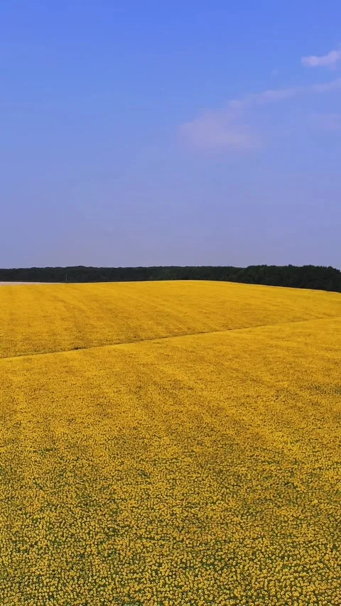 Sunflower field. aero. top view. aerial drone video. A flying over sunflower Stock Footage 312386111