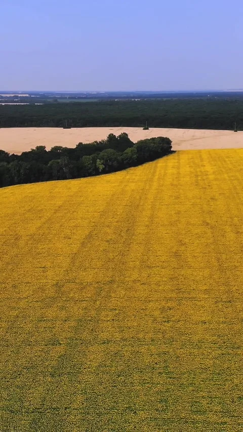 Sunflower field. aero. top view. aerial drone video. A flying over sunflower Stock Footage 316590761