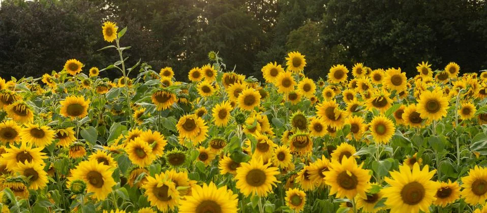 Sunflower field is affected by the drought drought Stock Photos