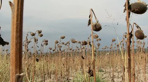 Sunflower field affected by drought Stock Footage 11861322