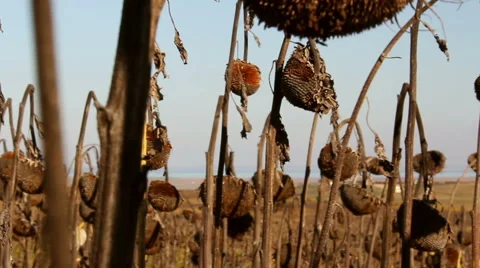 Sunflower field affected by drought Stock Footage 56442633