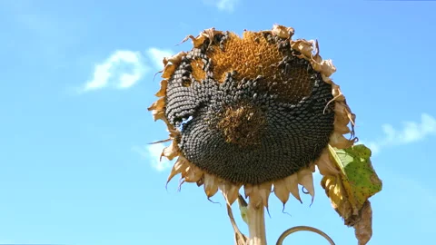 Sunflower field affected by drought. Stockbeeldmateriaal 95935034