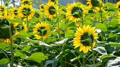 Sunflower field against the light Stock Footage 121403379