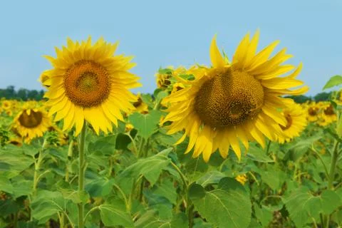 Sunflower field against the sky Stock Photos
