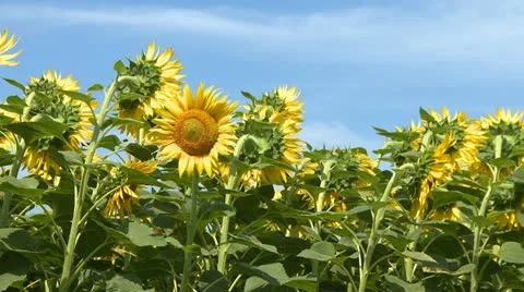 Sunflower field agriculture farm Stock Footage