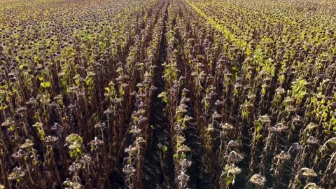 Sunflower field. agronomy. Drone view. drone flight over a field of sunflowers. Видео 160558547