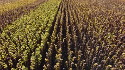 Sunflower field. agronomy. Drone view. drone flight over a field of sunflowers. Stock Footage 160558703