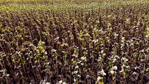 Sunflower field. agronomy. Drone view. drone flight over a field of sunflowers. Видео 160758286
