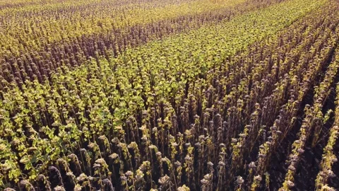 Sunflower field. agronomy. Drone view. drone flight over a field of sunflowers. Видео 160758393