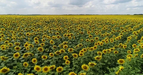 Sunflower field from the air Stock Footage 99254441