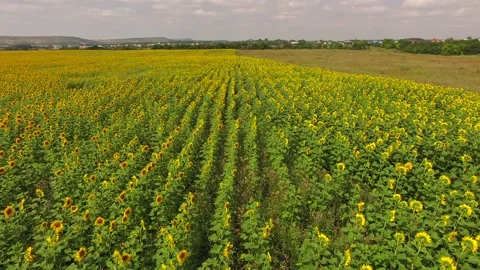 Sunflower field from the air Video stock 106836262