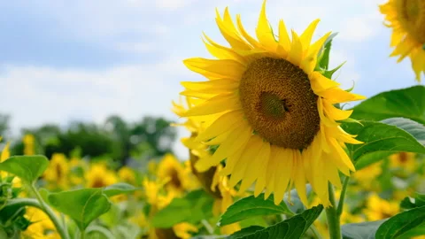 Sunflower in the Field and Bee Crawling on it on Sky Background, Close-up Stock Footage 167251843