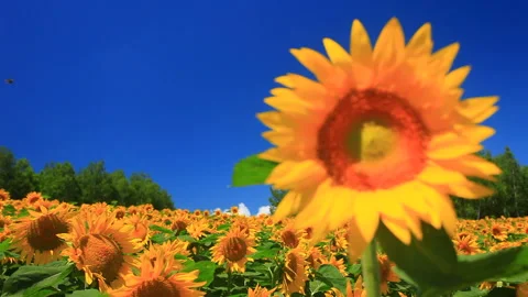 Sunflower Field and Bees 스톡 동영상 330447660