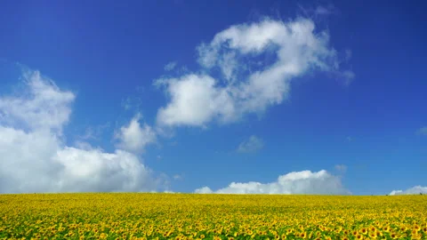 Sunflower Field and Clouds Видео 331109097