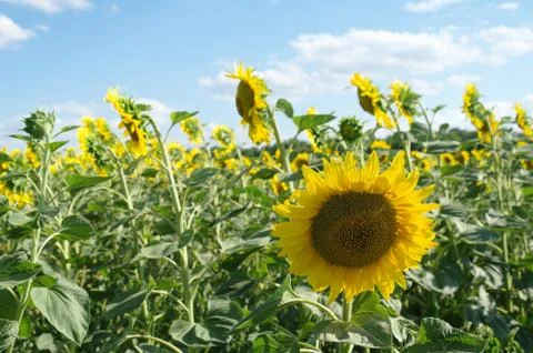 Sunflower field and cloudy sky Stock Photos