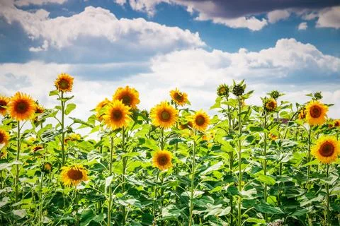 Sunflower field and the dramatic sky Stock Photos
