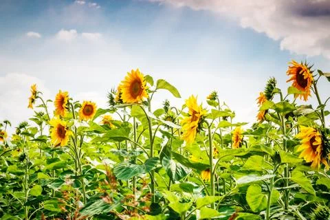 Sunflower field and the dramatic sky Stock Photos
