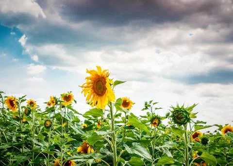 Sunflower field and the dramatic sky Stock Photos