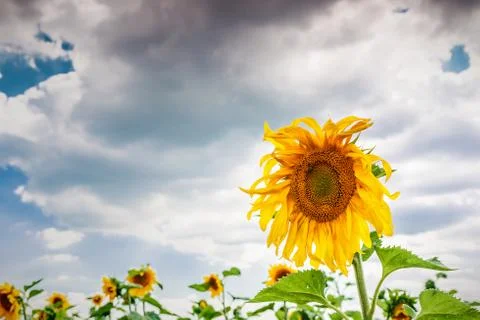 Sunflower field and the dramatic sky Stock Photos