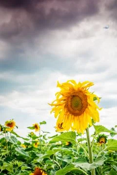 Sunflower field and the dramatic sky Foto stock