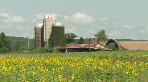 Sunflower Field and Farm 2 Stock Footage