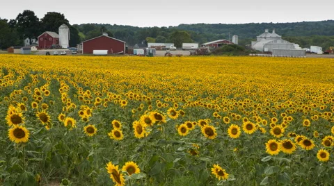 Sunflower Field and Farm Stock Footage 40976441