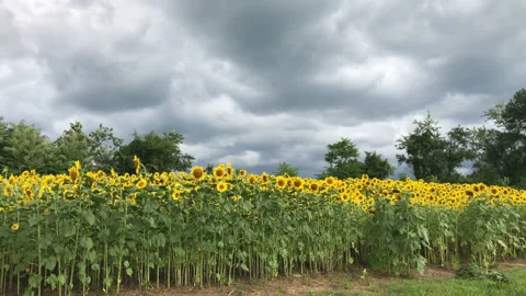 Sunflower field and Storm Clouds Vídeo Stock 162527664