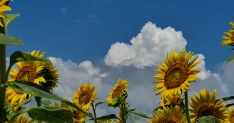 Sunflower field and summer clouds Stock Footage 260321729