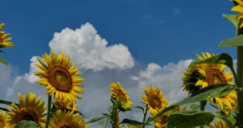 Sunflower field and summer clouds Stock Footage 260321735