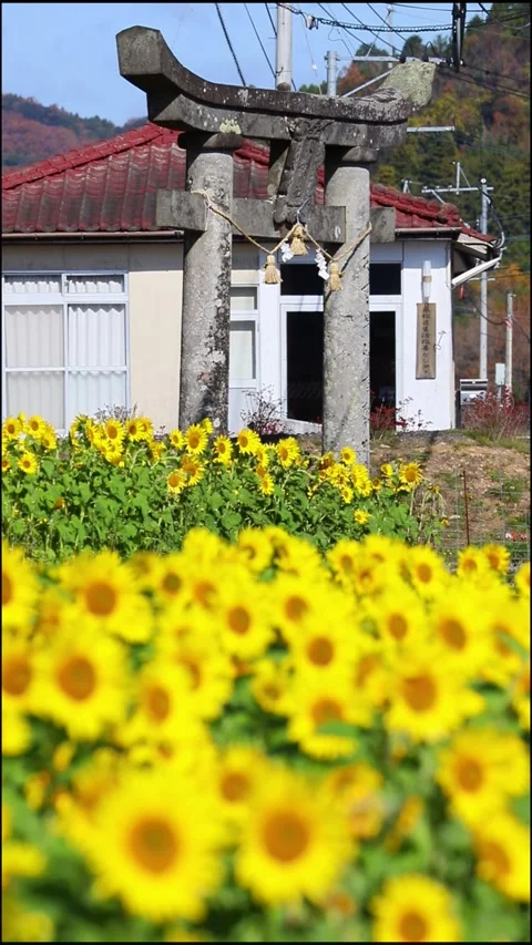 Sunflower field and torii gate (Kunisaki Town, Oita Prefecture) Stock Footage 337710282