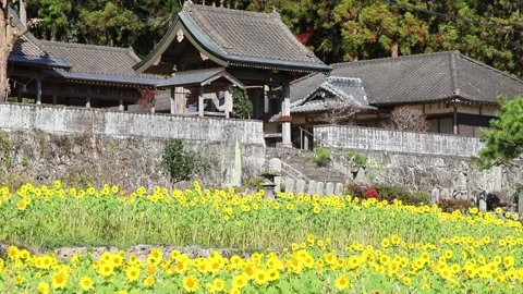 Sunflower field and torii gate (Kunisaki Town, Oita Prefecture) Stock Footage 337710307