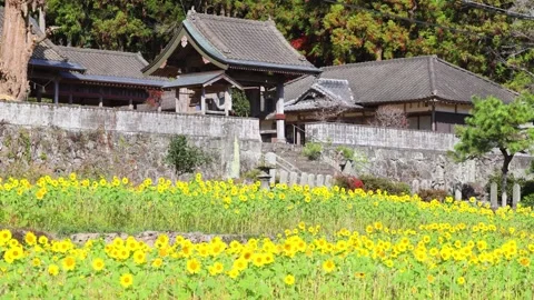 Sunflower field and torii gate (Kunisaki Town, Oita Prefecture) Stock Footage 337710342