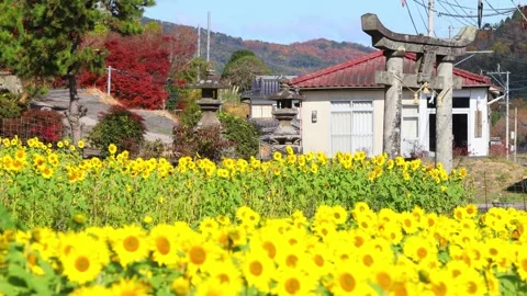 Sunflower field and torii gate (Kunisaki Town, Oita Prefecture) Stock Footage 337710396