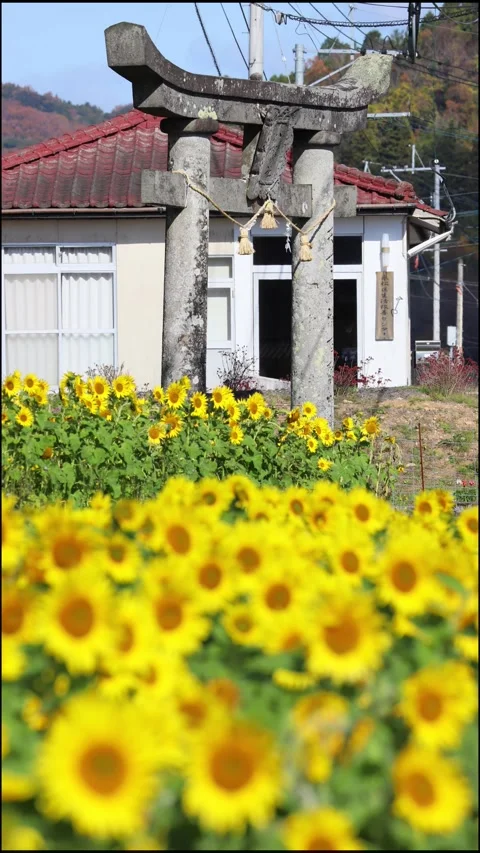 Sunflower field and torii gate (Kunisaki Town, Oita Prefecture) Stock Footage 337710407