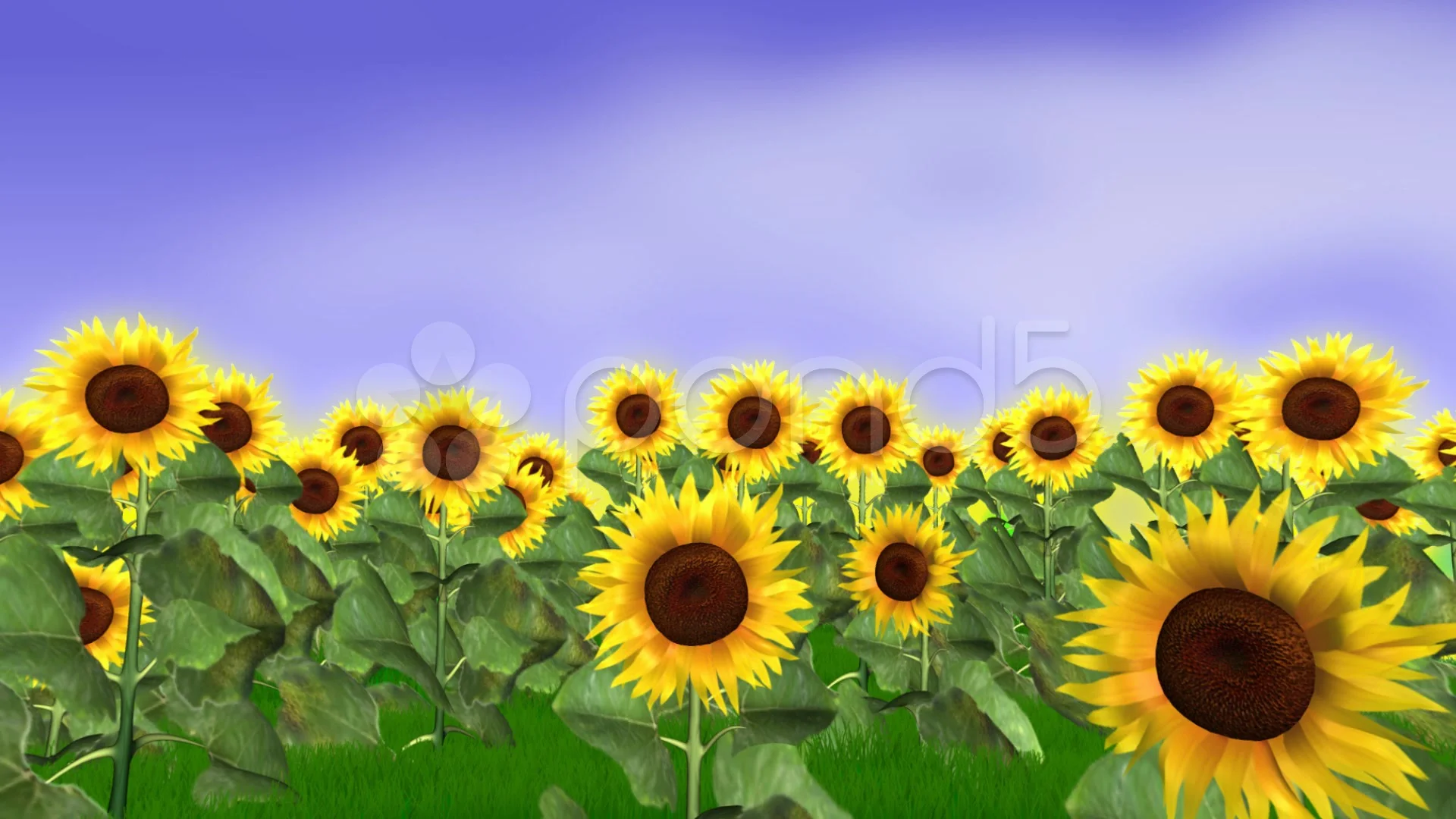 Sunflower field animation | Stock Video | Pond5