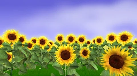 Sunflower field animation Video stock 1060403