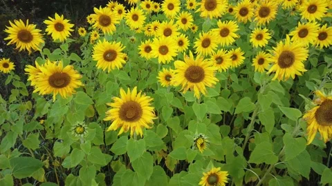 Sunflower field at autumn Stock Footage 139196729