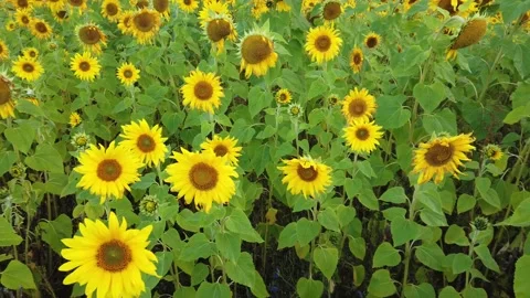 Sunflower field at autumn Stock Footage 139196975