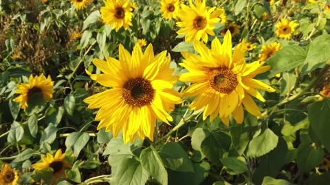 Sunflower field at autumn Stock Footage 140169587