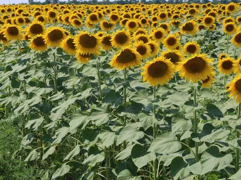 Sunflower field background full frame Stock Photos