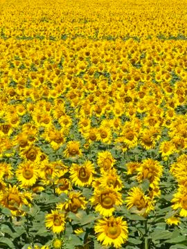 Sunflower field background Stock Photos